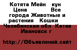 Котята Мейн - кун › Цена ­ 19 000 - Все города Животные и растения » Кошки   . Челябинская обл.,Катав-Ивановск г.